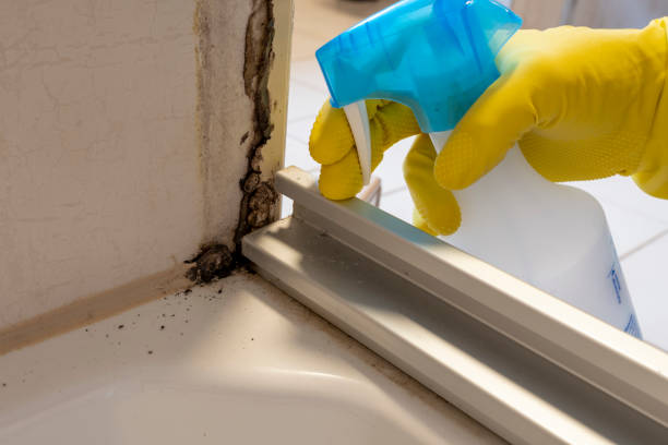 Home Mold Removal in Weaver, AL